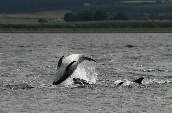Bottlenose Dolphin <i>Tursiops truncatus</i>